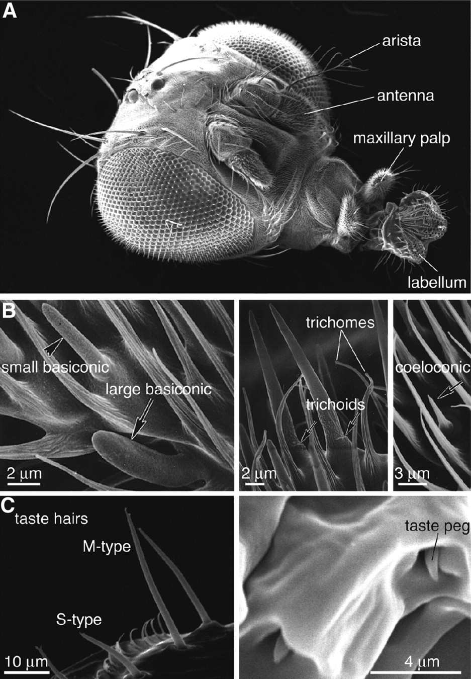 Trichomes Function