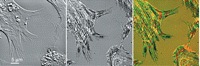 Figure 17.