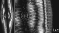 Figure 20.