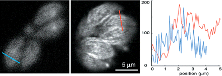 Figure 22.