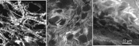 Figure 24.