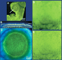 Figure 25.