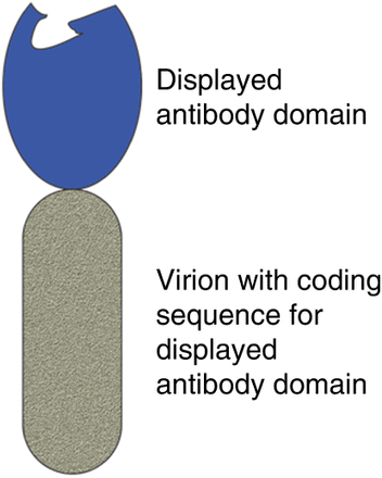 Schematic diagram of a phage antibody (not to scale). An antibody domain—most often a single-chain variable fragment (scFv) or an antigen-binding fragment (Fab)—is displayed on the surface of a virion (phage particle). The displayed antibody domain is exposed in the surrounding medium, where it can bind to an antigen. The virion's chromosome contains the coding sequence for the antibody domain it displays.