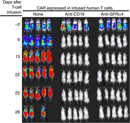 False-color images of luminescence from mice engrafted with a human tumor cell line expressing luciferase, and infused with human T cells expressing an anti-CD19 chimeric antigen receptor (CAR), an anti-GFRα4 CAR, or no CAR at all. False-color images of tumor luminescent intensity are shown, with blue for the least intense and red for the most intense. Adapted from Bhoj et al. (2021), under a Creative Commons License Attribution (CC BY-NC-ND); https://creativecommons.org/licenses/by-nc-nd/4.0/