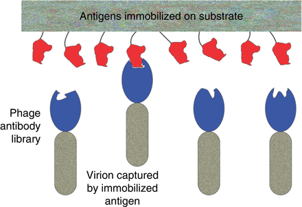 Isolation of rare antigen-binding antibody domains by affinity selection. An antigen of interest (red in the figure) is immobilized on a solid substrate of some kind. The antigen-coated substrate is exposed to the library—the “input” to the affinity selection process. Rare virions whose displayed antibody domains happen to bind the immobilized antigen are captured on the substrate surface, while all other virions—the overwhelming majority—remain free in solution. Virions that have not been captured are thoroughly washed away, leaving only the captured virions on the surface. The captured virions are released from the substrate in some manner, resulting in an “output” virion population that is greatly enriched for virions displaying antigen-binding antibody domains. No clone in the output population is present in sufficient numbers to permit meaningful characterization, or to serve as input to another round of capture and release. Instead, taking advantage of the physical link between the displayed antibody domain and its coding sequence in the phage genome, the output virions are greatly “amplified” (propagated) by infecting fresh bacterial host cells with output virions, and culturing the infected cells in growth medium. The amplified output population is then analyzed to identify clones of interest (those displaying antibody domains of interest), or used as input to another round of capture, release, and amplification.
