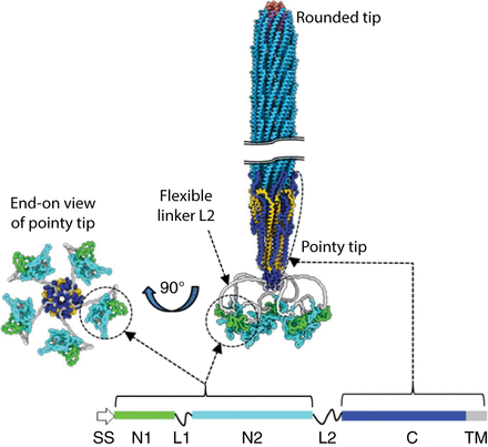 Composite structure of the Ff filamentous phage virion. Short segments of the virion near the rounded and pointy tips are depicted at the right (the wild-type virion is 150 times longer than its diameter). The circular single-stranded viral DNA, twisted into a long, thin helix, lies inside the protein coat; the length of the virion is variable, depending on the length of the DNA. The major coat protein pVIII subunits, thousands forming the bulk of the cylindrical outer coat, are bright blue; the minor coat protein pVII and pIX subunits (five each at the rounded tip) are salmon and purple, respectively; and minor coat protein VI subunits (five at the pointy tip) are gold. The domains of the minor coat protein pIII subunits (five at the pointy tip), which are mapped at the lower right and summarized in Table 1, are colored as follows: SS (absent from the virion) is white, N1 is green, flexible linkers L1 and L2 are gray, N2 is cyan, C is dark blue, and TM is gray. TM becomes part of domain C when incorporated into the virion, where it is colored dark blue like the rest of the domain. An end-on view of the pointy tip is shown at the left, with the five pIII subunits artificially arranged symmetrically around the central axis; in reality, these domains have highly variable orientations because of the flexibility of linker L2. Adapted from Overview: Structure, Biology, and Applications of Filamentous Bacteriophages [Rakonjac et al. 2024]) with permission from Cold Spring Harbor Laboratory Press.