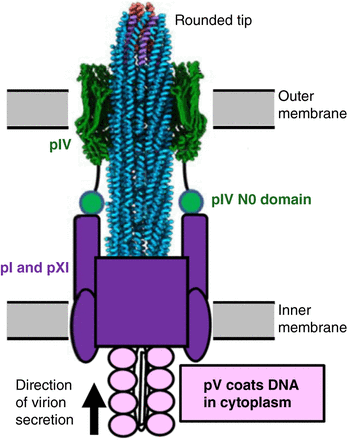 Schematic diagram of a nascent virion in the process of being secreted through the cell envelope. The outer membrane component of the channel, composed of a ring of 15 pIV subunits, is colored dark green. The front half of the outer membrane channel has been cut away in the image, in order to reveal the tight fit between the emerging virion and the interior of the channel. The inner membrane component of the channel, colored dark purple, is composed of pI and pXI subunits. A small N-terminal domain, N0, of each pIV subunit interacts with the inner-membrane component through a flexible linker (only two of the 15 N0 domains are depicted). As the nascent virion passes through the inner membrane, its DNA chromosome loses its cytoplasmic coat of phage pV subunits (light purple in the image) and acquires its sheath of coat proteins from the inner membrane. The chromosome is oriented with its packaging signal (hairpin [A] in Fig. 6) at the rounded tip. When the end of the chromosome is reached, five subunits each of minor coat proteins pIII and pVI are added to form the pointy tip of the virion. Adapted from Overview: Structure, Biology, and Applications of Filamentous Bacteriophages (Rakonjac et al. 2024) with permission from Cold Spring Harbor Laboratory Press.