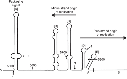 Intergenic region (IR) of phage f1 single-stranded viral DNA (the plus strand), comprising three cis-acting elements: packaging signal, minus-strand origin, and plus-strand origin. The plus-strand origin is divided into functional domains A and B (only part of domain B is included). [A]–[E] indicate the secondary structure hairpins in the plus strand. Four-digit numbers indicate nucleotide positions in the f1 genome. Arrows point to the end of the pIV coding sequence (1), the transcription terminator (2), the initiation site of the minus-strand RNA primer (3), and the origin of plus-strand synthesis (4). Modified from Zinder and Horiuchi (1985) with permission from the American Society for Microbiology.