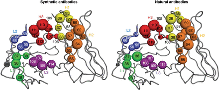 Graphical representation of the interaction between “core” complementarity-determining region (CDR) amino acids and antigen in synthetic and natural antibodies. The definition of core amino acids and their representation in the figure are explained in the text. Figure reprinted from Overview: Structural Survey of Antigen Recognition by Synthetic Human Antibodies (Gorelik et al. 2025) with permission from Cold Spring Harbor Laboratory Press.