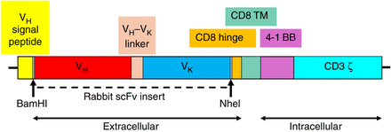 Schematic diagram of the planned chimeric antigen receptor (CAR)-coding sequence. This sequence encodes a rabbit scFv that specifically binds an antigen on the surface of Carlos's tumor cells. It is connected through a CD8 hinge and transmembrane (TM) to the intracellular domains of coreceptor protein CD3 ζ and costimulatory protein 4-1BB. The functions of the intracellular domains are explained in the text. CAR T cells (T cells expressing the CAR gene) deploy the CAR on the cell surface, with the single-chain variable fragment (scFv) exposed extracellularly, and the 4-1BB and CD3 ζ domains exposed intracellularly. Data are from Bhoj et al. (2021).